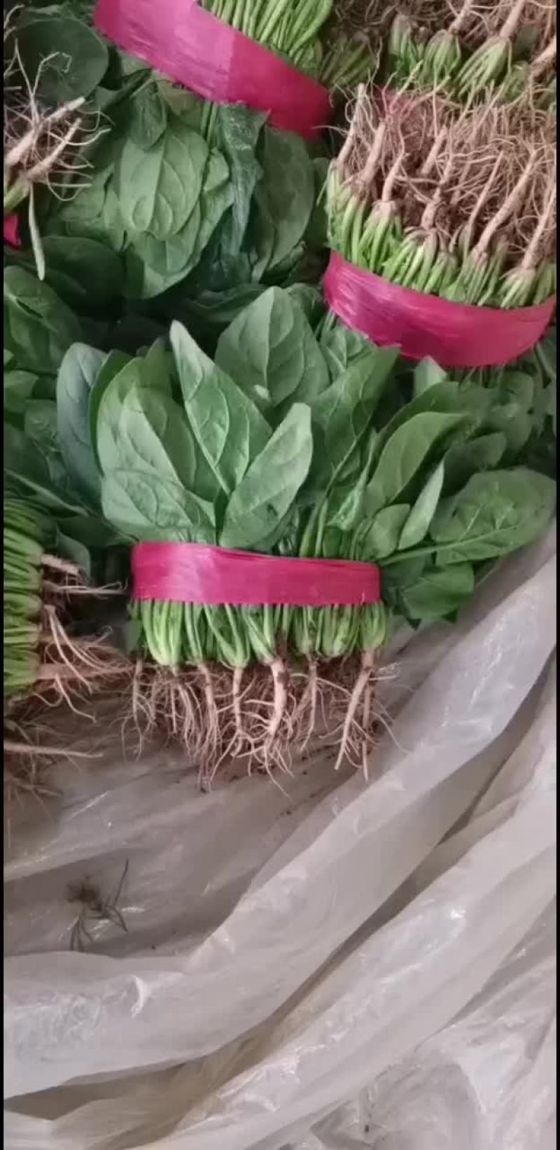 菠菜