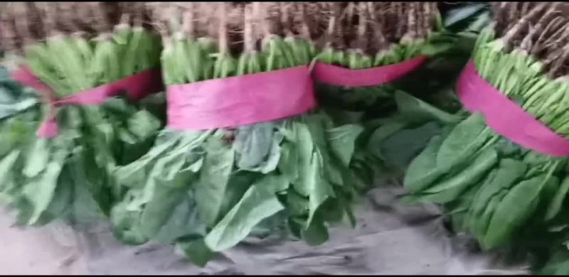 菠菜