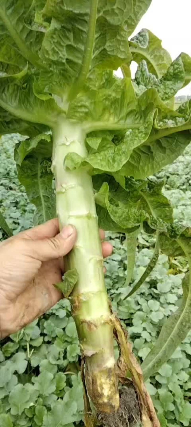 红尖叶香莴笋