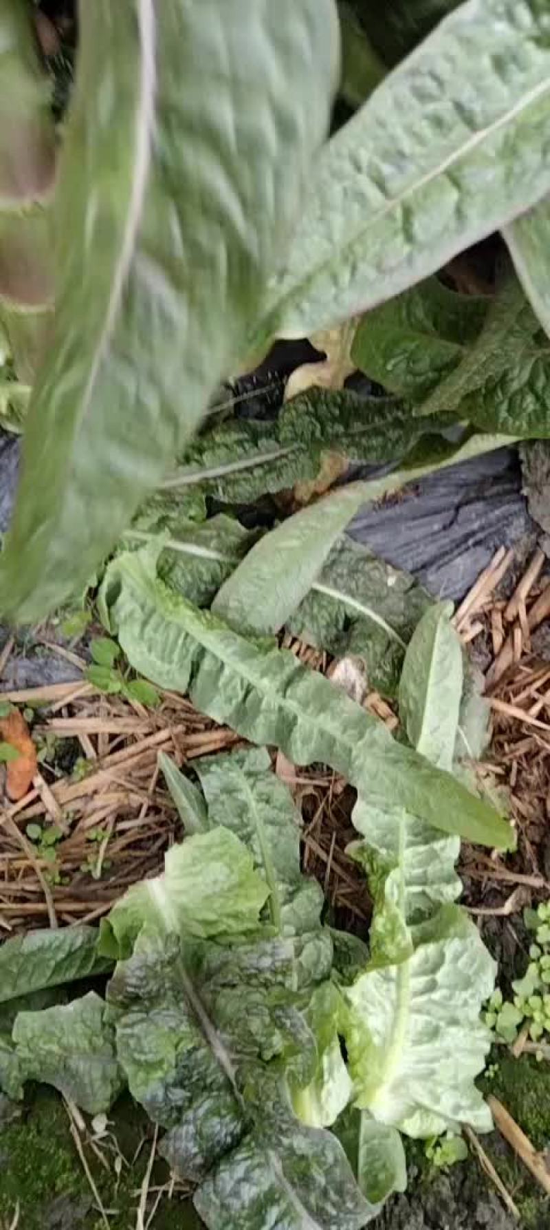 红尖叶香莴笋