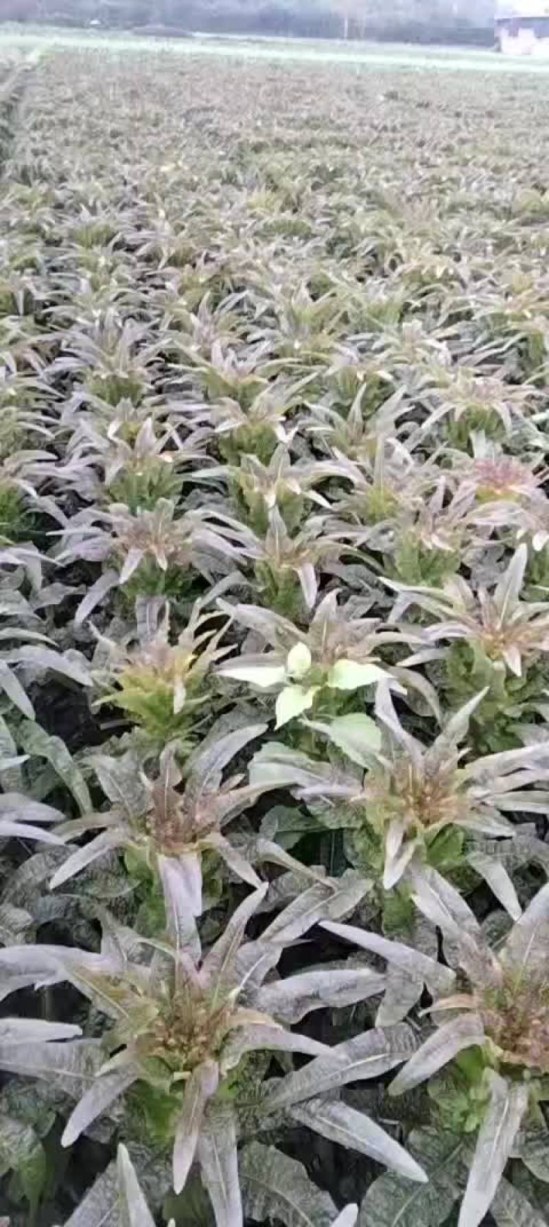 红尖叶香莴笋