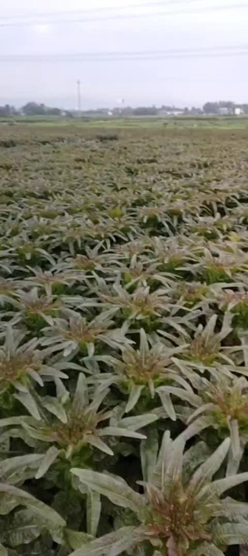 红尖叶香莴笋