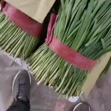 乐亭大韭菜