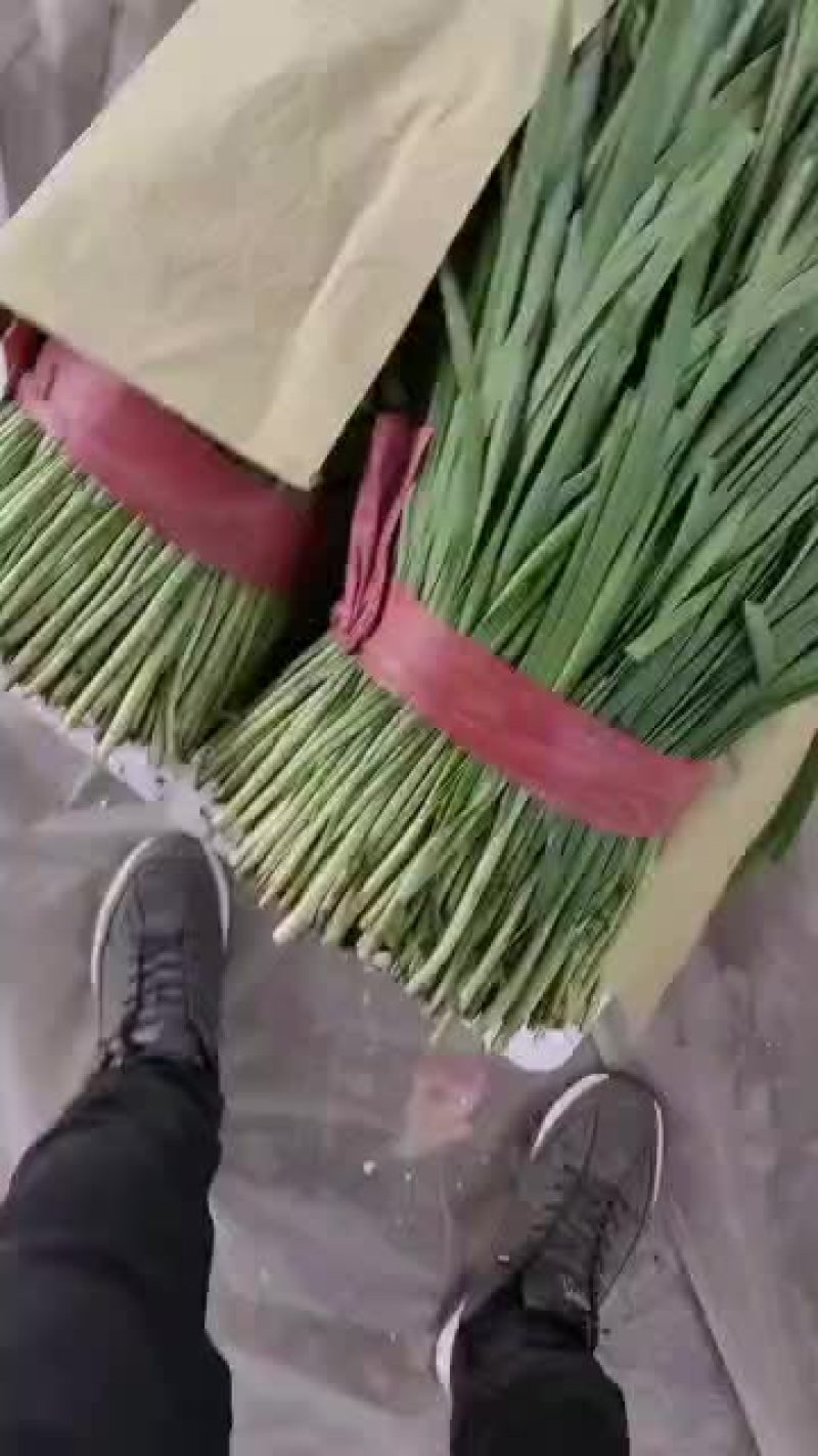 乐亭大韭菜