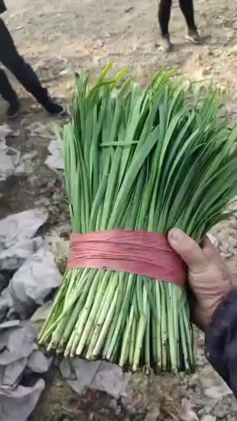 乐亭大韭菜