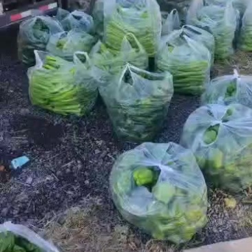 常年代办各种瓜果蔬菜需要的老板联系一次合作终身朋友！