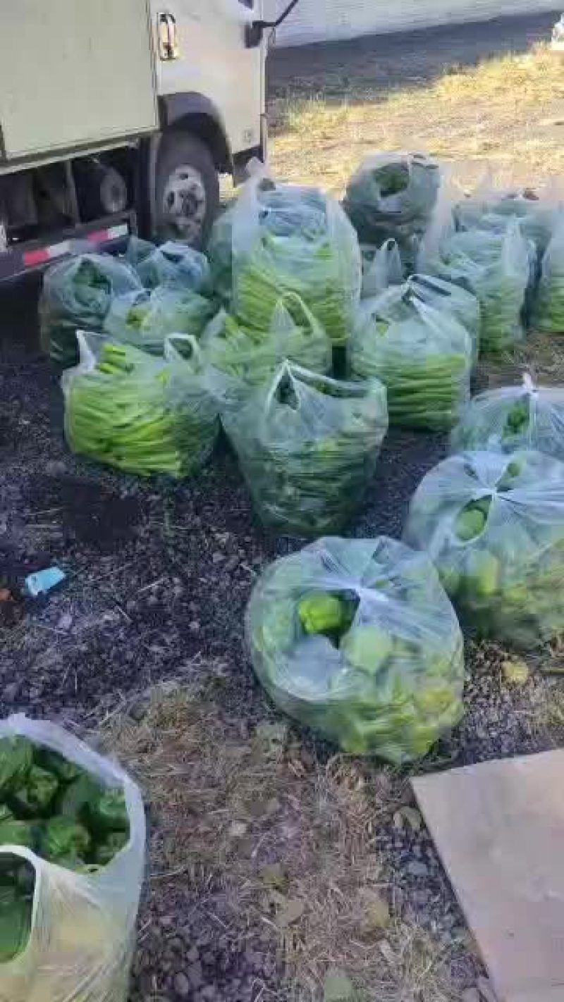 常年代办各种瓜果蔬菜需要的老板联系一次合作终身朋友！
