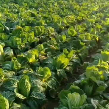 大白菜