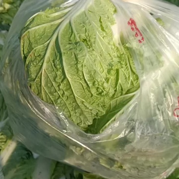 白菜，北京3号