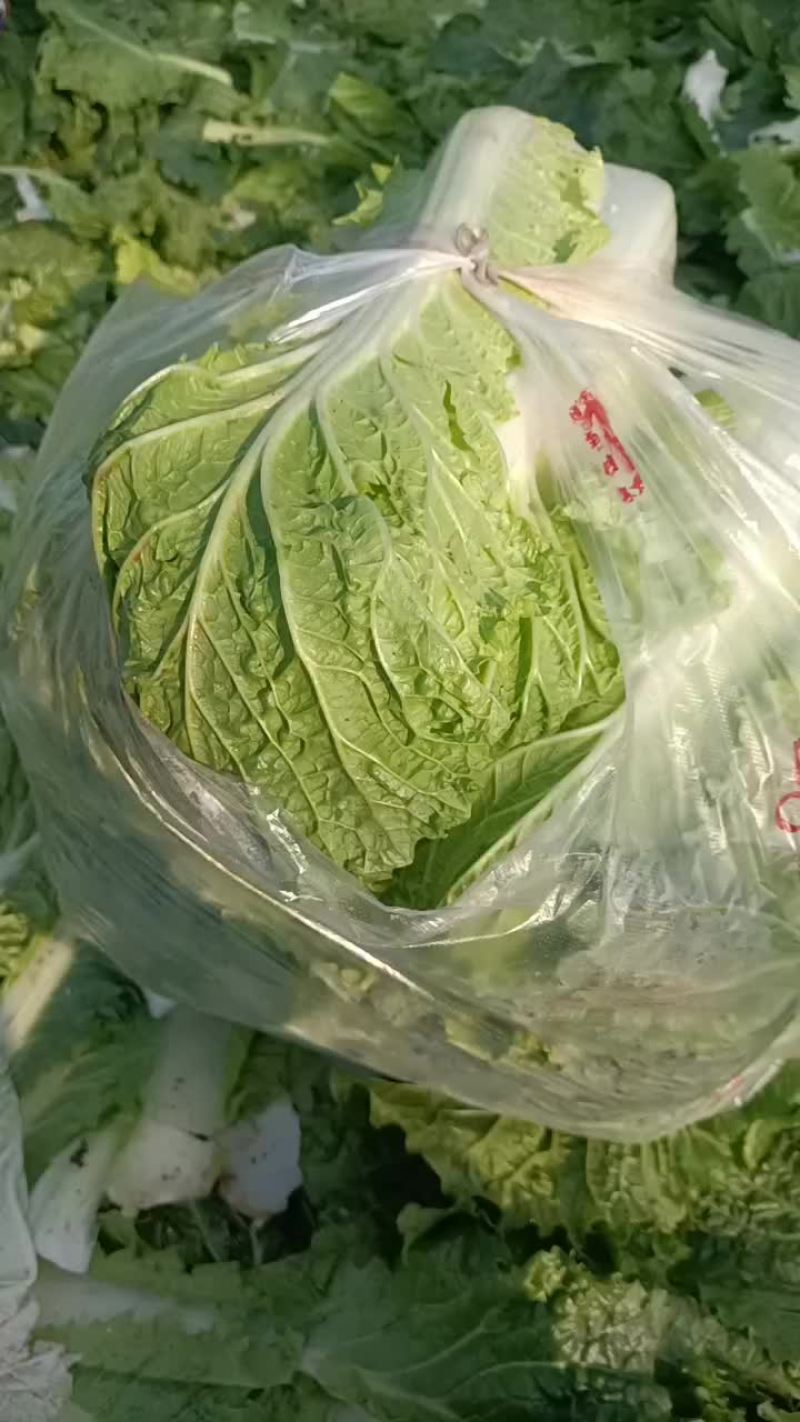 白菜，北京3号