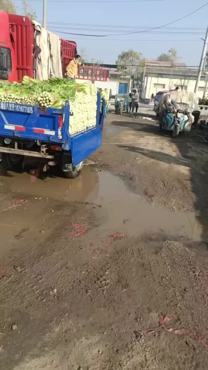 河南滑县芹菜