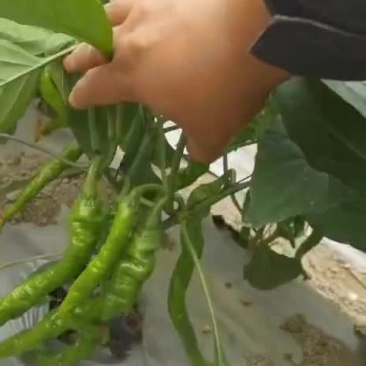 螺丝椒