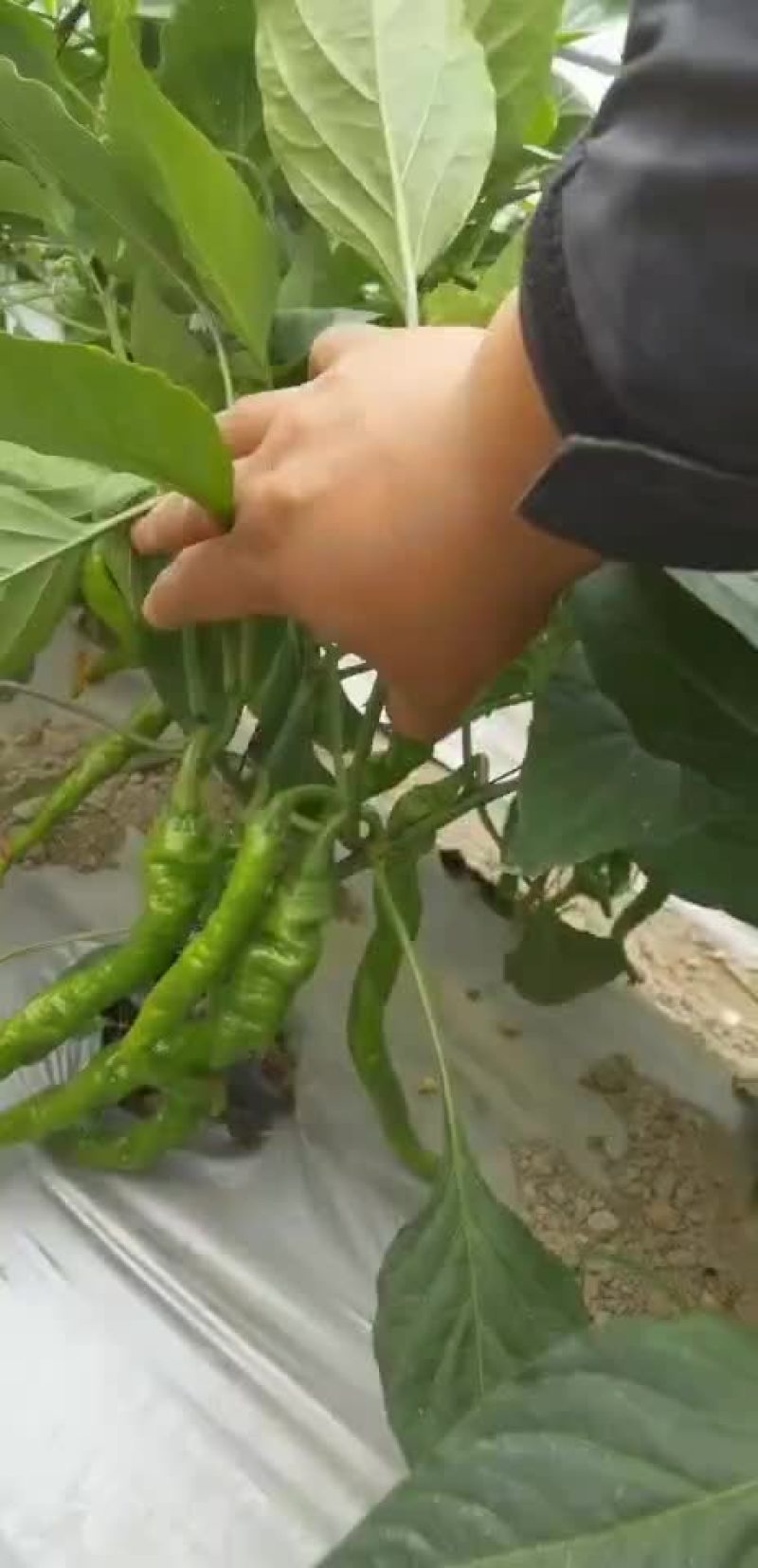 螺丝椒