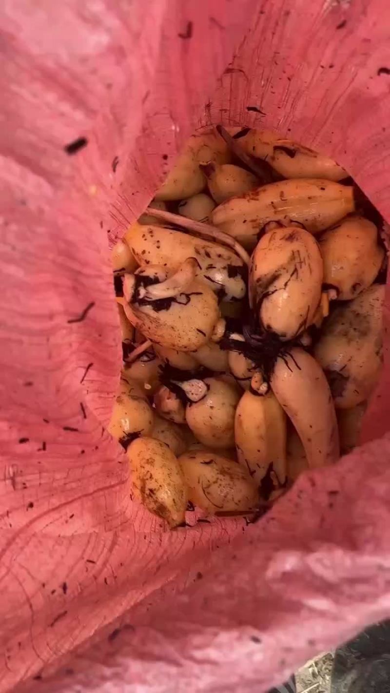 精品莲头！