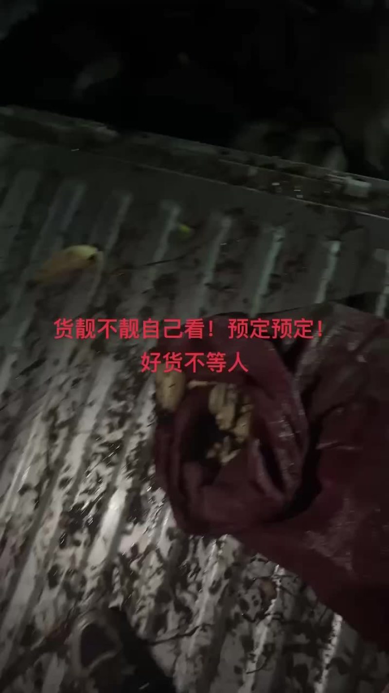 精品莲头！