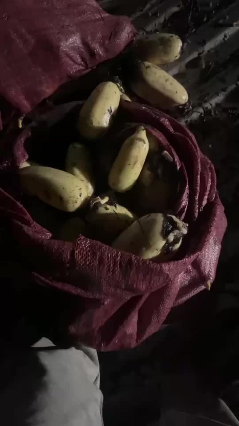 精品莲头！