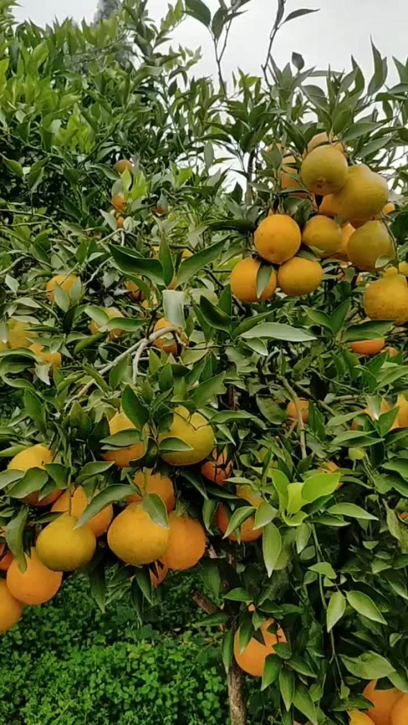 春见耙耙柑