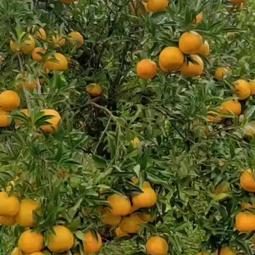 春见耙耙柑