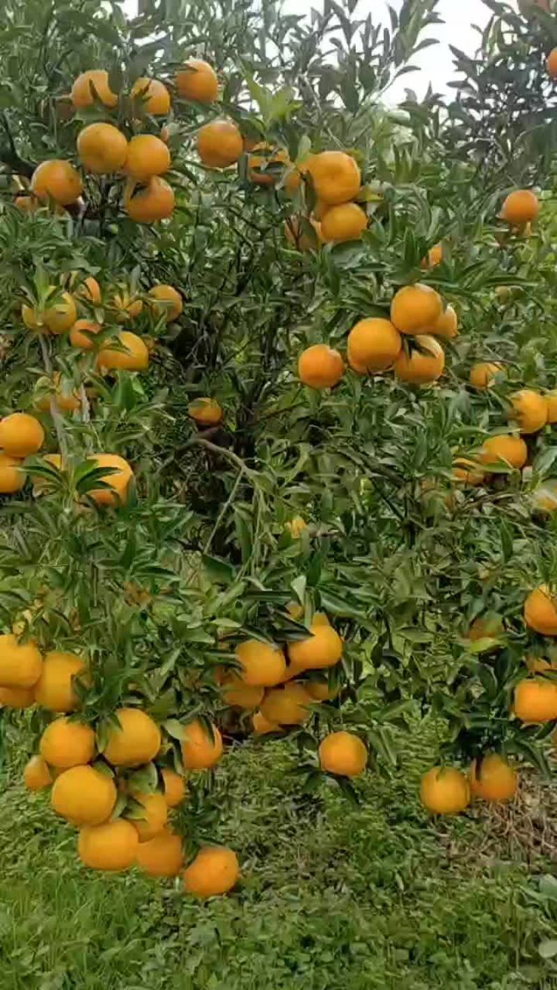 春见耙耙柑