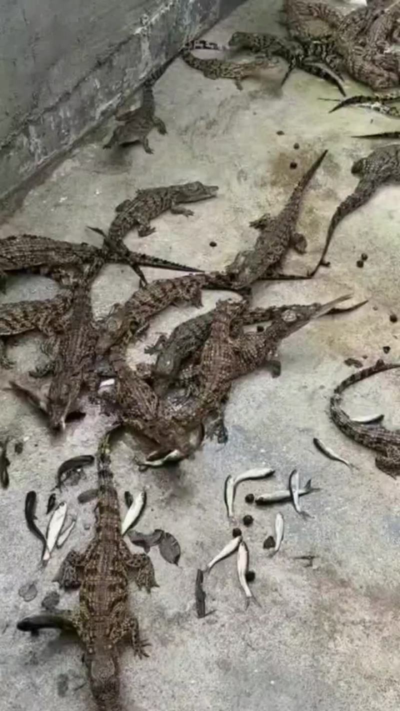 泰鳄苗暹罗鳄苗
