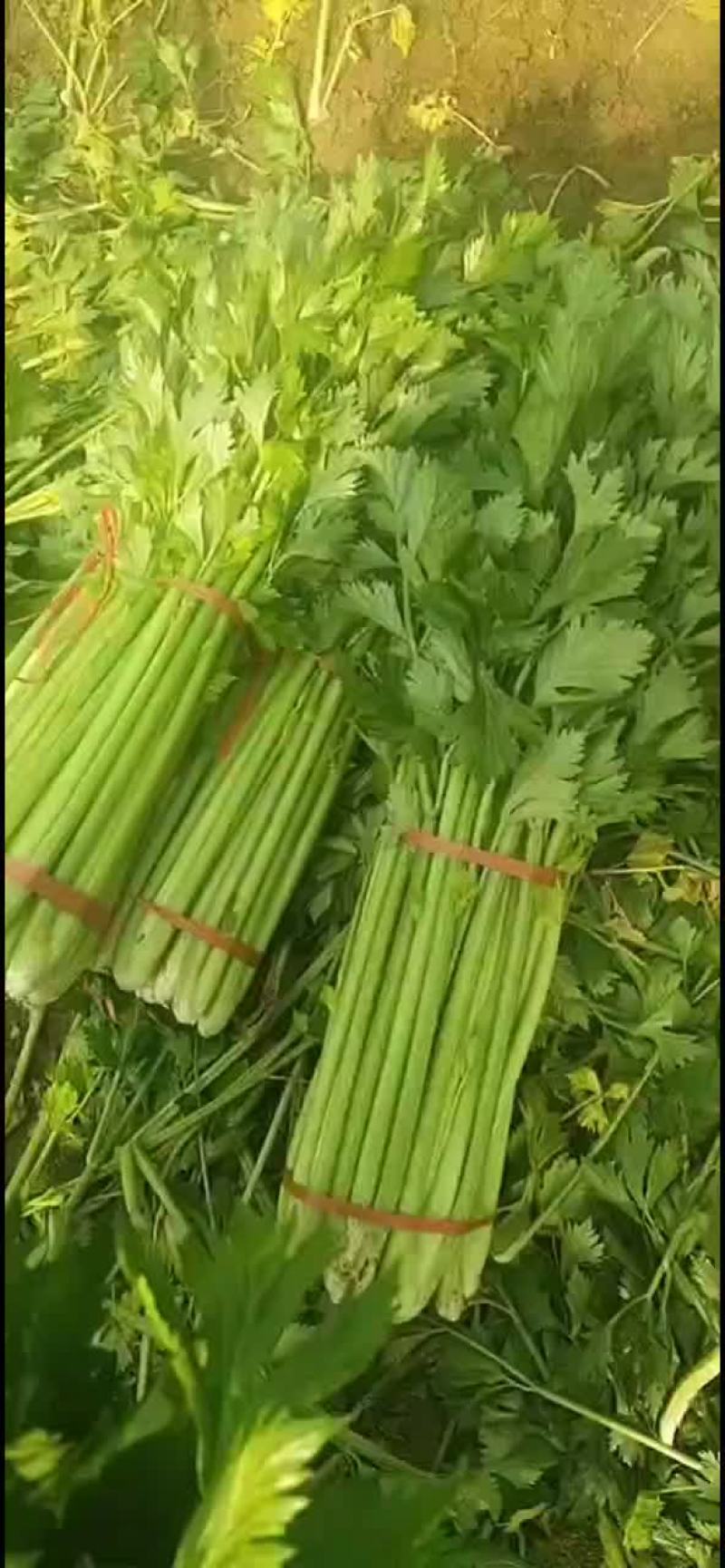 精品芹菜0.7元包上车