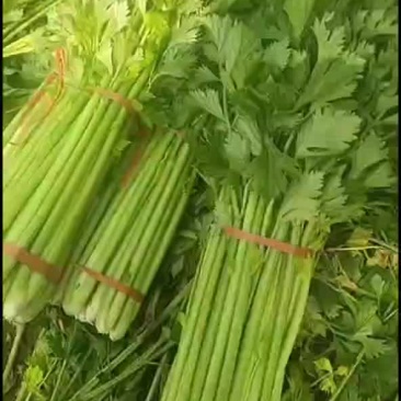 精品芹菜0.7元包上车