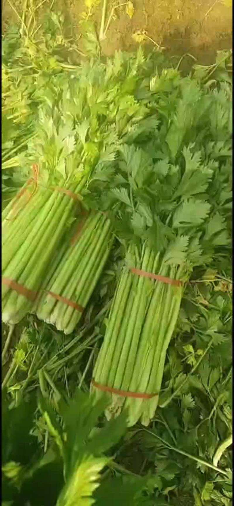 精品芹菜0.7元包上车