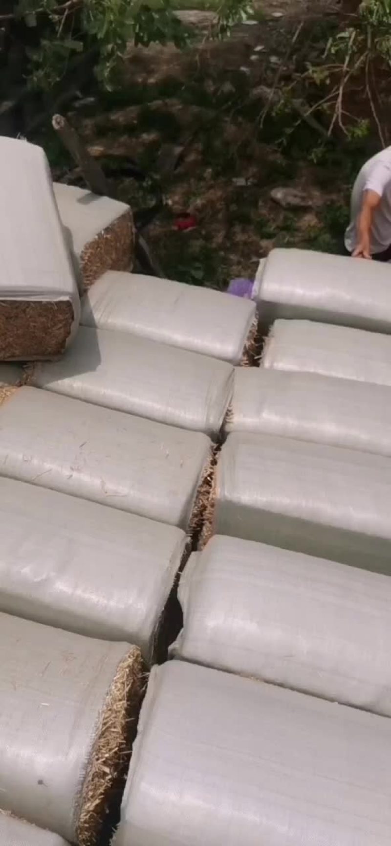 柔丝小麦秸秆