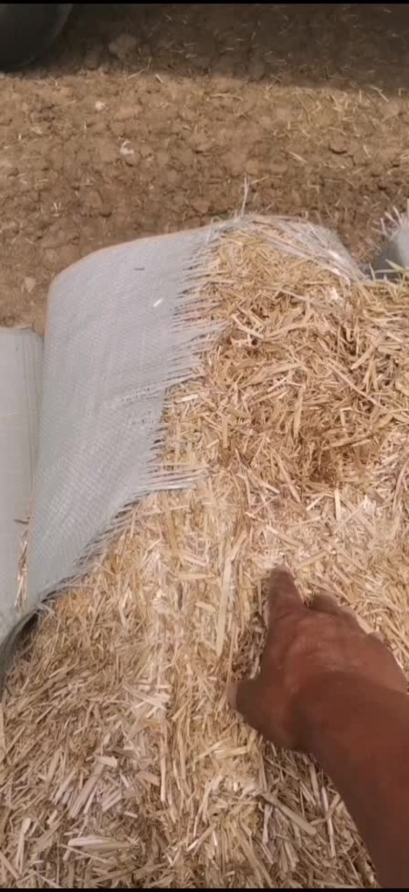 柔丝小麦秸秆
