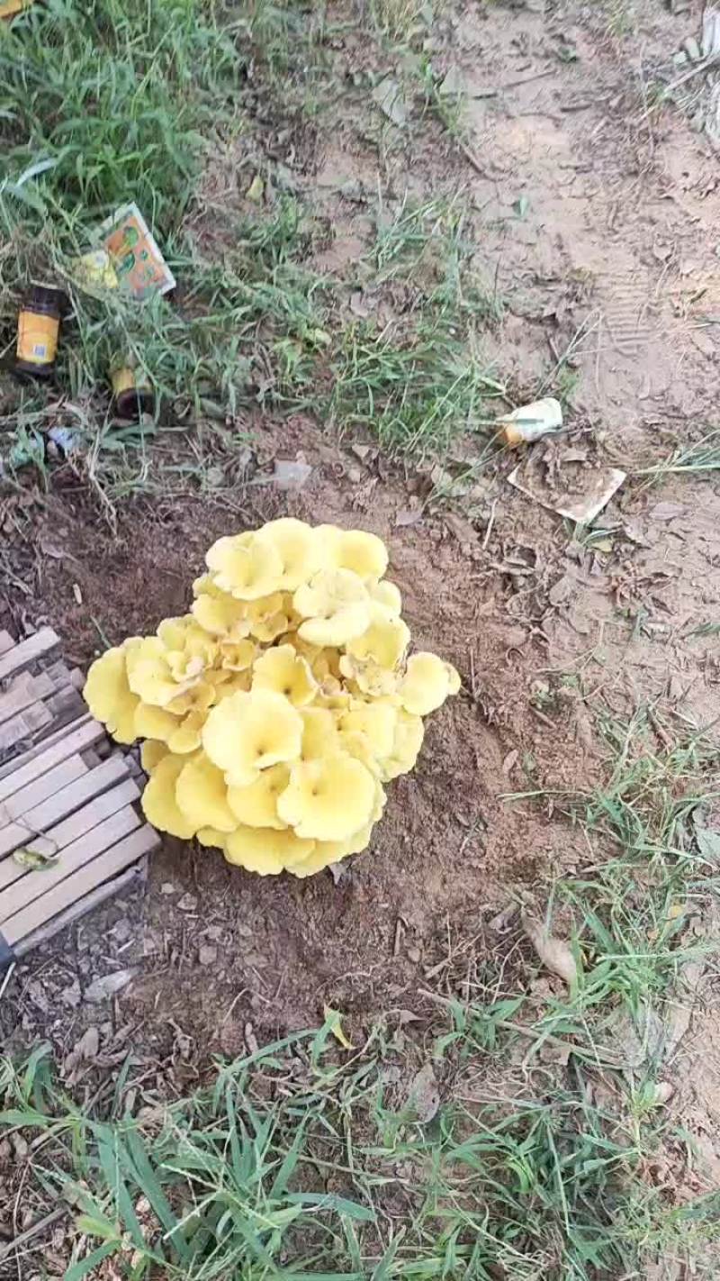 花生秧草料