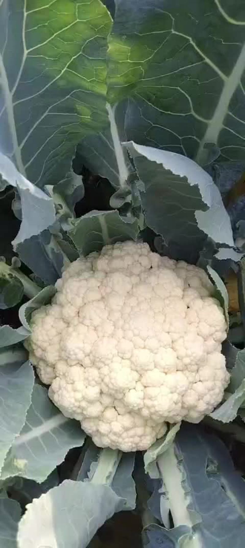 白花菜大量上市欢迎广大客户咨询下单