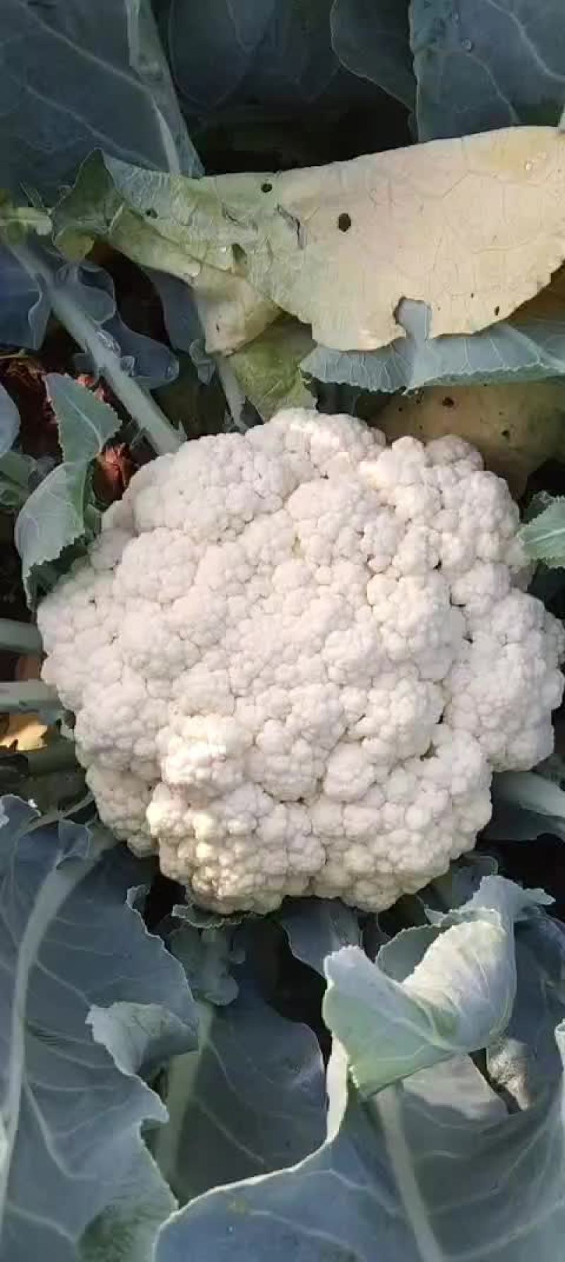 白花菜大量上市欢迎广大客户咨询下单