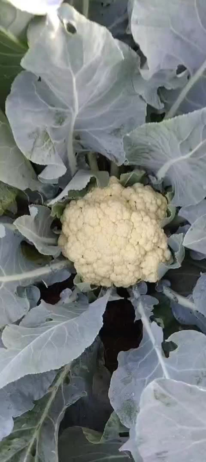 白花菜大量上市欢迎广大客户咨询下单