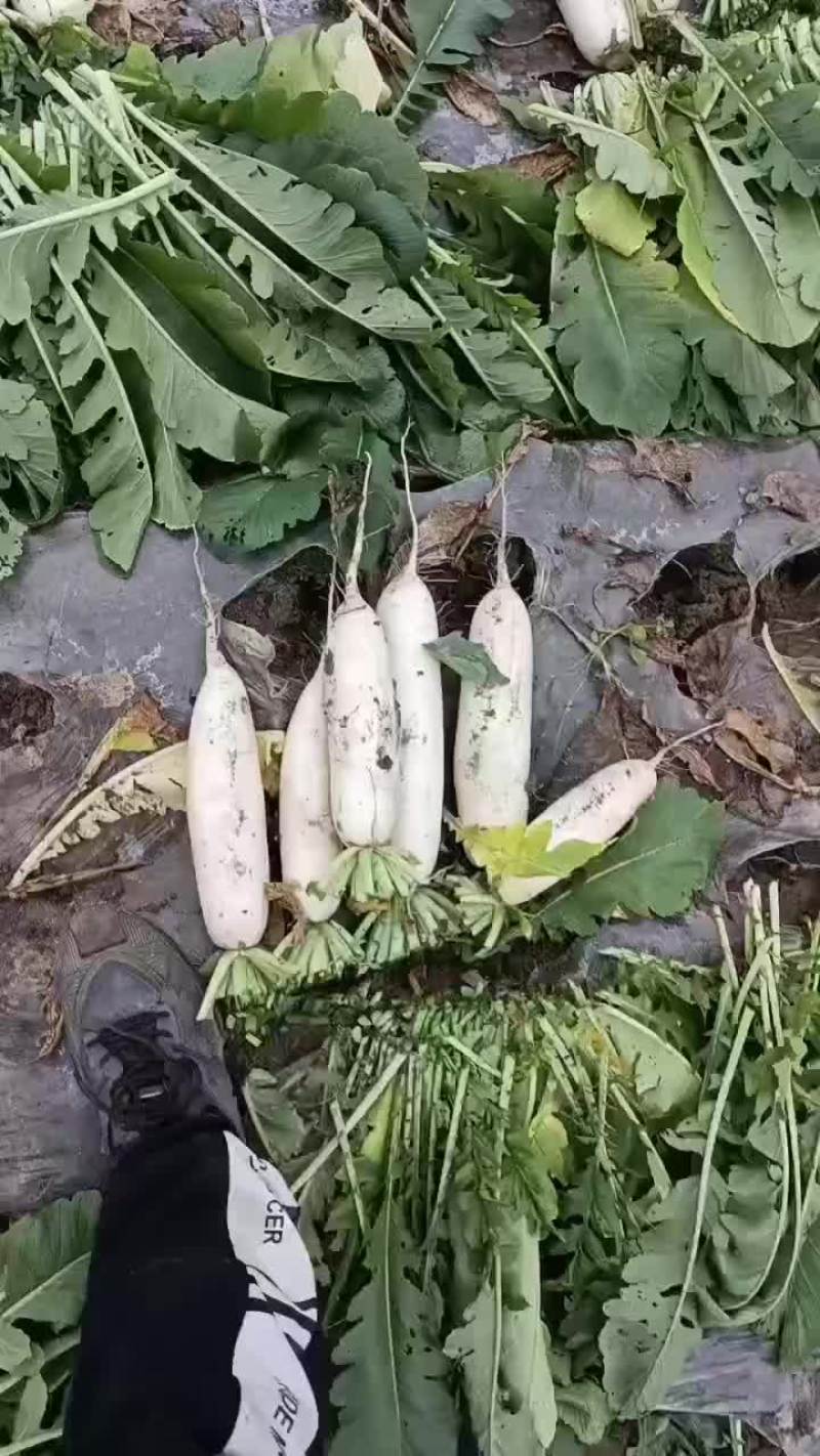 精品白萝卜