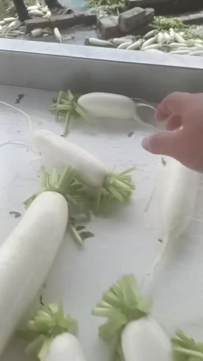 精品白萝卜