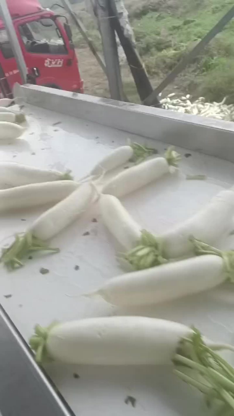 精品白萝卜