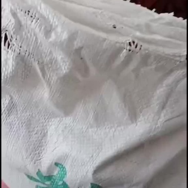 精品，三樱椒