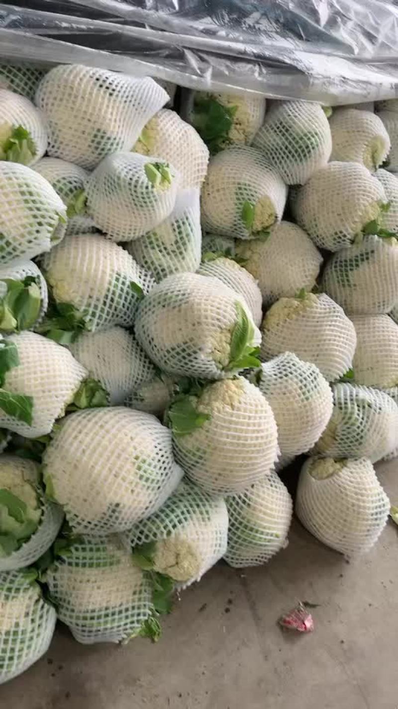 精品散花菜花价格便宜产地临洮全国发货保质保量