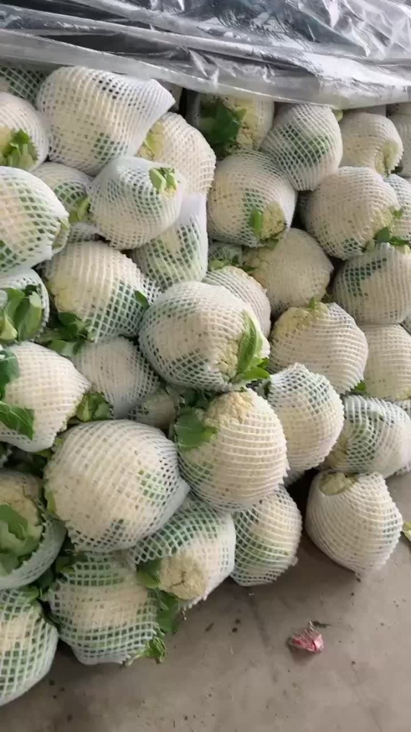 精品散花菜花价格便宜产地临洮全国发货保质保量