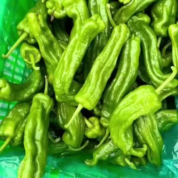 薄皮椒