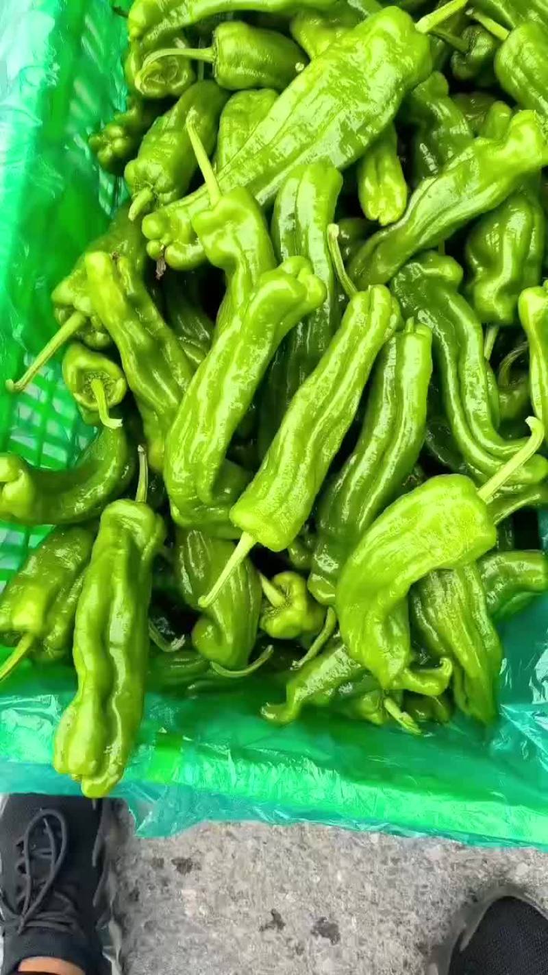 薄皮椒