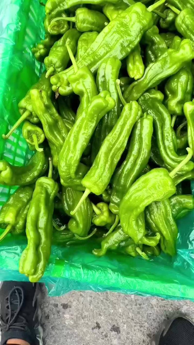 薄皮椒