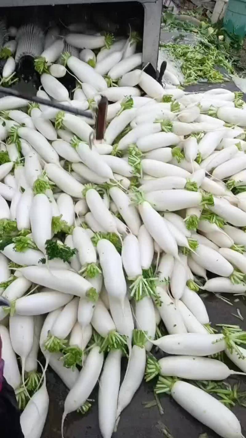 白萝卜