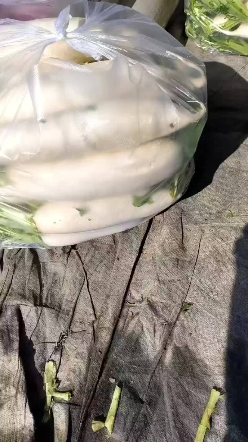 白萝卜