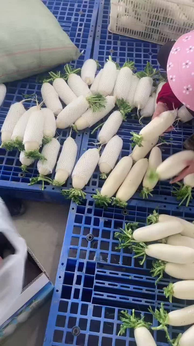 白萝卜