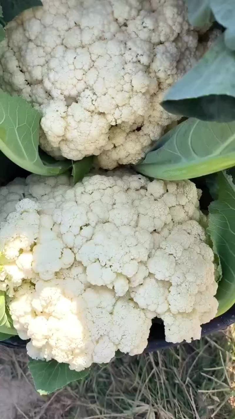 有机花菜