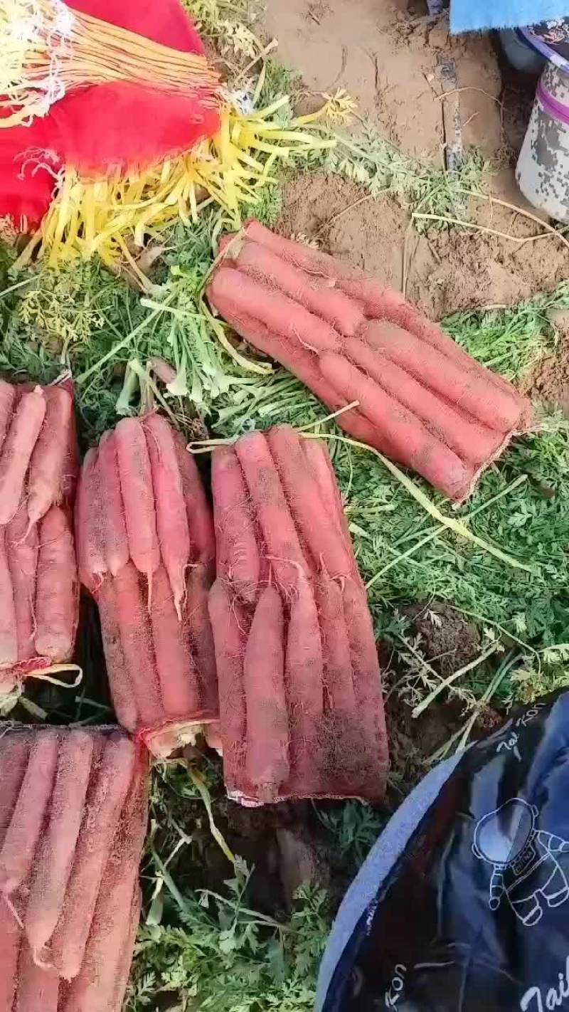 红萝卜大量有货要的老板联系