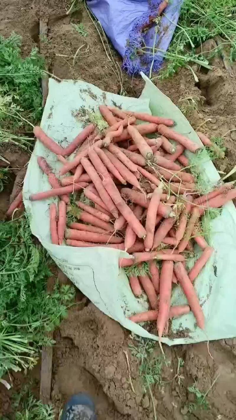 红萝卜大量有货要的老板联系