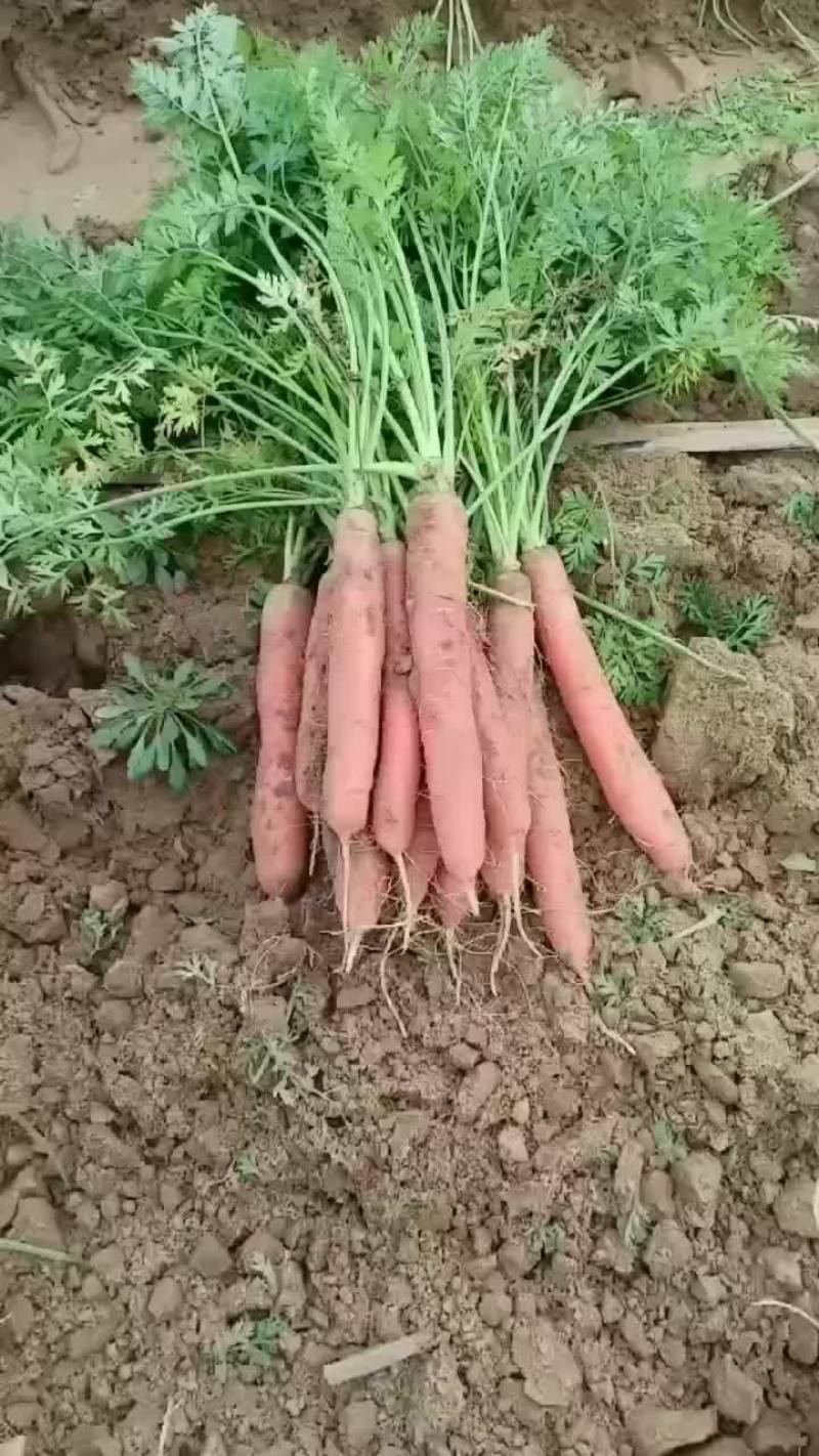 红萝卜大量有货要的老板联系