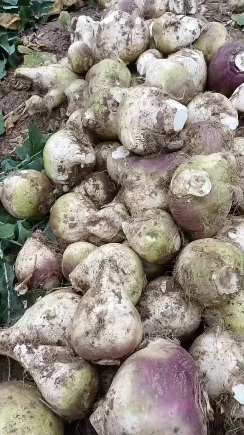 洋芥菜大量上市，有要的及时联系